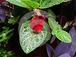 Episcia cupreata flower