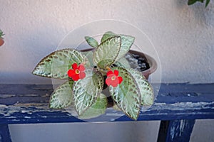 Episcia cupreata flower, flame viole photo