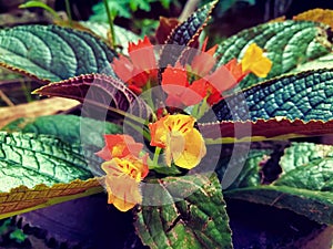 Episcia cupreata flower in garden