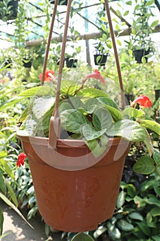 Episcia cupreata flower plant on farm