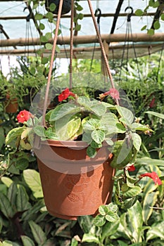 Episcia cupreata flower plant on farm