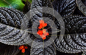 Episcia cupreata, Indonesian garden, Indonesian nature