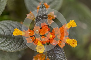 Episcia cupreata orange flower