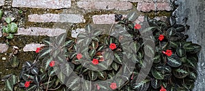 Episcia cupreata ornamental plant. nature background, velvet leaf plant with small red flowers. HD image