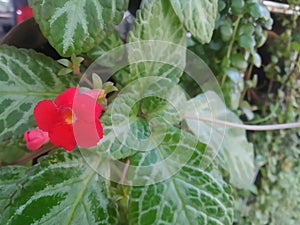 Episcia cupreata is an ornamental plant originating from Africa.