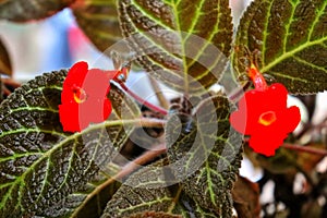 Episcia cupreata is an ornamental plant originating from the genus Episcia.