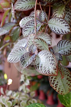 A Episcia cupreata plant