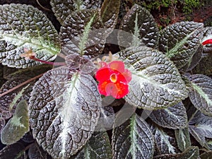 Episcia Cupreata Red Colour flower plant