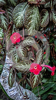 Episcia cupreata is a species of perennial plant in the family Gesneriaceae photo