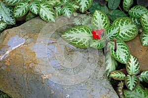 episcia flower