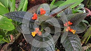 Episcia is a genus of flowering plants in the African violet family, Gesneriaceae. Macro photography of flowers plant. photo