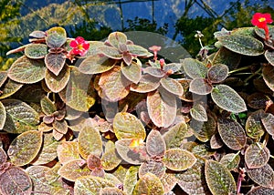 Episcia or gesneriaceae photo