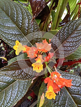 Episcia Gesneriaceae flowers photo