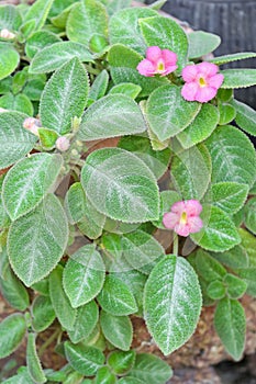 Episcia Lil Lemon plant with pink flowers photo