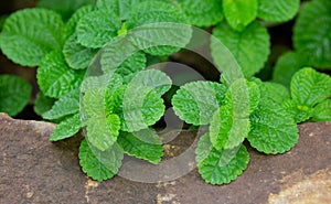 Episcia Plant with Green Leaf