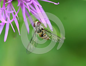 Episyrphus balteatus