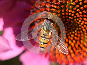 Episyrphus balteatus black and yellow hoverfly