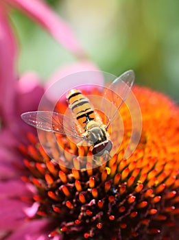 Episyrphus balteatus black and yellow hoverfly