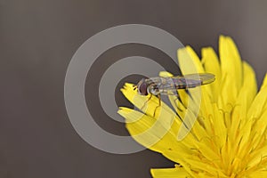 Episyrphus balteatus, Crete