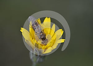 Episyrphus balteatus, Crete