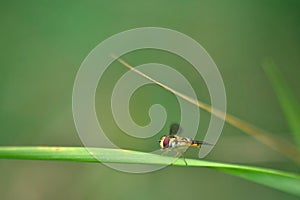 Episyrphus balteatus in the grass