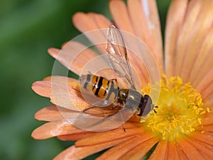 Episyrphus balteatus marmalade hoverfly sitting in orange flower