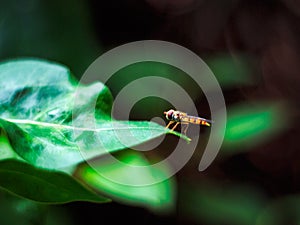 Episyrphus balteatus, marmalade hoverfly stands on a green leaf