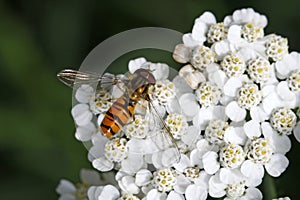 Episyrphus balteatus, Syrphid fly on Yarrow bloom