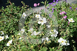 Episyrphus balteatus on white Potentilla `Abbotswood` in May. Berlin, Germany