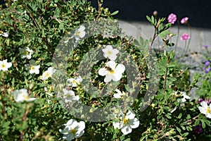 Episyrphus balteatus on white Potentilla `Abbotswood` in May. Berlin, Germany