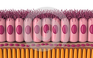 Epithelial cells with microvilli a detailed scientific visualization illustration
