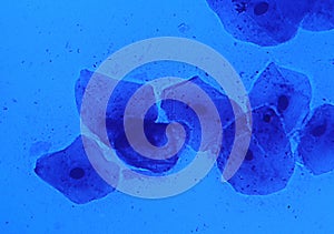 Epithelial cells of the oral mucosa