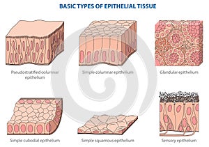 Epithelial tissue