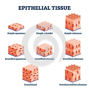 Epithelial tissue with labeled squamous, cuboidal and columnar examples. photo