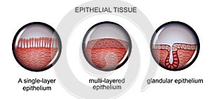 Epithelial tissue. types of epithelium. photo