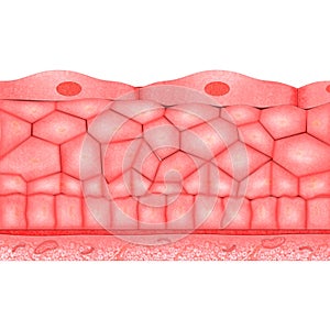 Epithelial Tissues photo