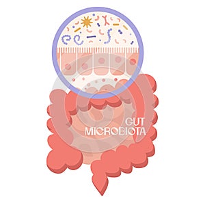 Epithelium of gits. Human microbiome and intestine anatomical clipart. Microbiota and surface area of intestinal walls