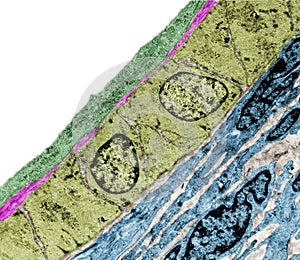 Epithelium. Intercellular space