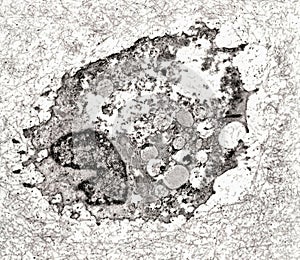 Epithelium. Intercellular space