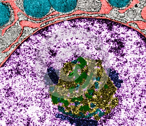 Epithelium. Intercellular space