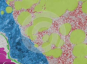 Epithelium. Intercellular space