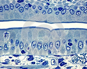 Intestinal epithelium. Semithin section photo