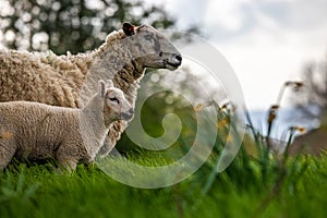 The Epitome Of Spring In The Fields