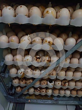 Eplodes Hatching egg