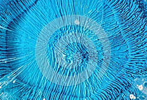Epoxy Resin Petri Dish Art macro shot, Blue abstract