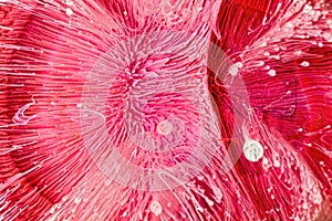Epoxy Resin Petri Dish Art macro shot, Red abstract
