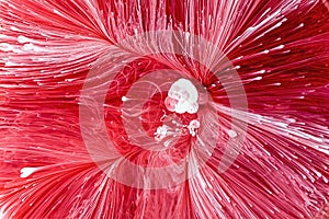 Epoxy Resin Petri Dish Art macro shot, Red abstract