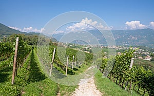 Eppan,south Tyrolean Wine Route,Italy