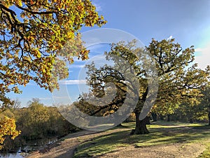 Epping Forest Autumn landscape view with big oak tree