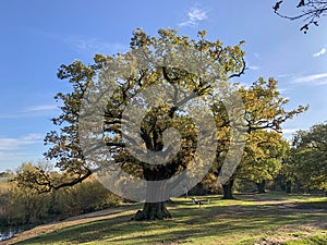 Epping Forest Autumn landscape view with big oak tree